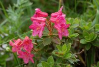 Hairy Alpenrose rhododendron hirsutum